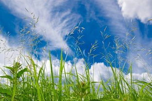 随缘顺其自然挽回,顺其自然，挽回爱情