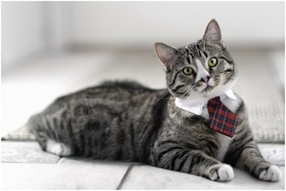 怎样挽回猫咪芳心呢，如何让猫咪重新爱上你