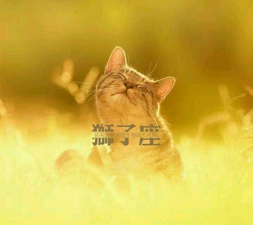 怎么挽回狮子前任呢,如何成功挽回狮子座前任？