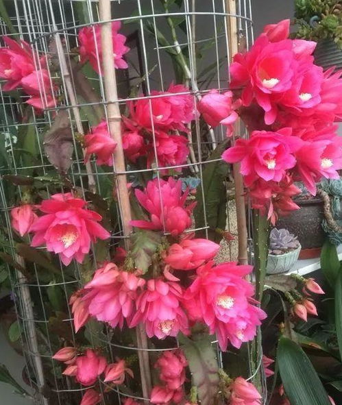 花了一万三挽回没成功,重手术后康复困难，花13000未见成效