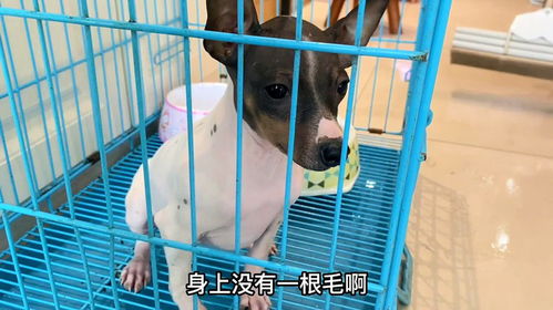 狗狗讨厌你怎么挽回,如何让你的狗狗喜欢你？