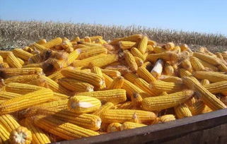 玉米倒伏了如何挽回,如何解决玉米倒伏问题