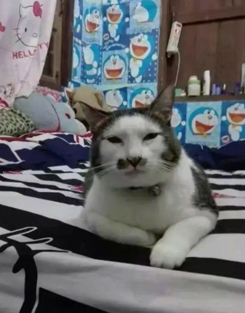 舔狗怎么挽回她,如何挽回舔狗？