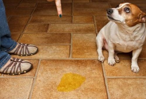 当了舔狗如何挽回,当了舔狗后如何收拾残局