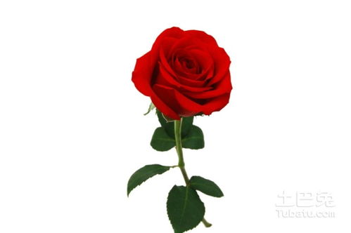 如何挽回玫瑰花,如何成功挽回失去的爱情？