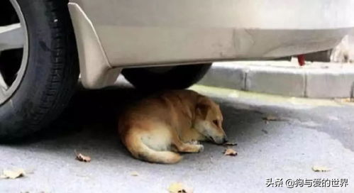 打完狗怎么挽回老公,如何挽回老公：一位女子因打狗而失去他