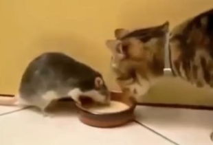 猫和老鼠分手挽回视频,猫和老鼠重修旧好感人视频