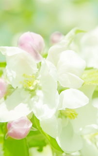 挽回老婆用什么花,如何挽回老婆：送哪种花？