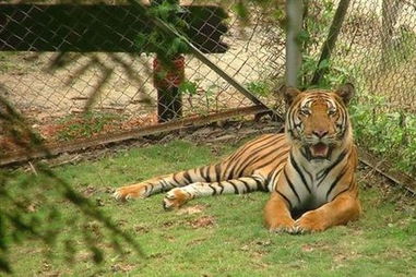 妈宝如何挽回对象,如何挽回母老虎爪下的儿？