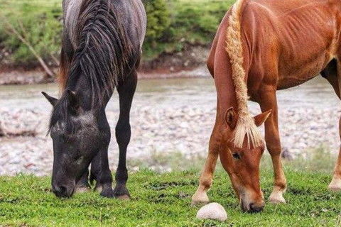 怎样挽回属马男人,如何挽回属马男)