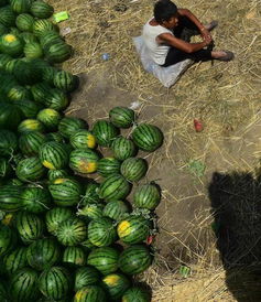 无可挽回西瓜,无法挽回的西瓜，怎么办？