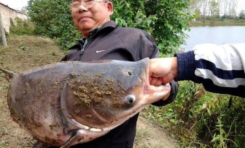 怎样挽回ab型鱼男，如何拯救AB型男鱼？