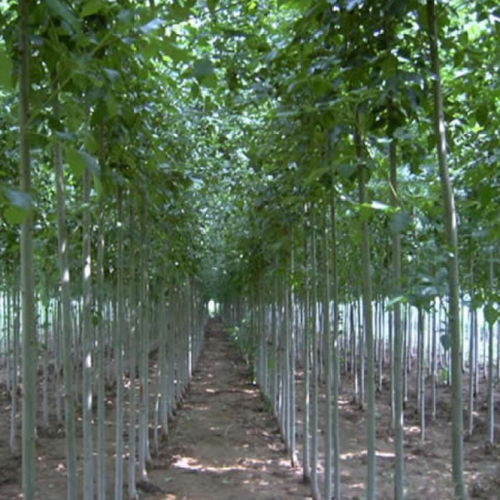 对节白蜡挽回方法,如何用具体措施挽回白蜡节？