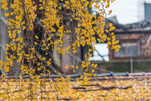 李清照挽回丈夫的诗词,李清照劝夫离别的诗词