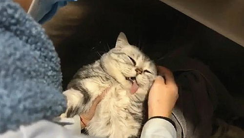 打完猫后怎么挽回,失误删猫，如何挽回？