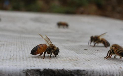 蜂群失王怎么挽回,蜂群失去女王该如何拯救？