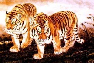 属虎的人挽回爱情,属虎人的爱情挽回秘籍