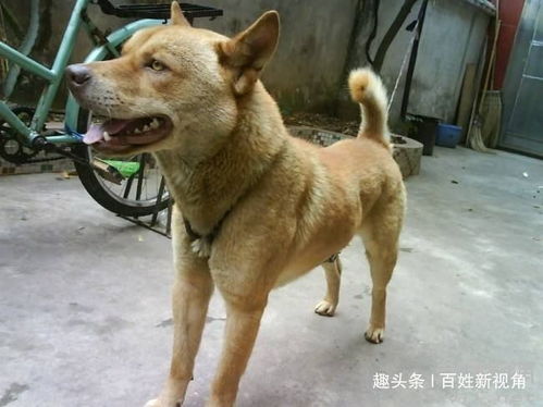 土狗挽回主人视频大全,感人视频：土狗用行动挽回主人