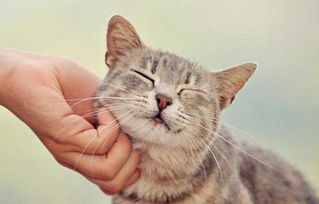 无法挽回的猫咪,悲痛欲绝：失去爱猫的无尽悲伤