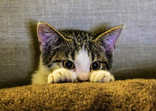 把猫咪打了怎么挽回,怎么补救猫咪被打的错误行为