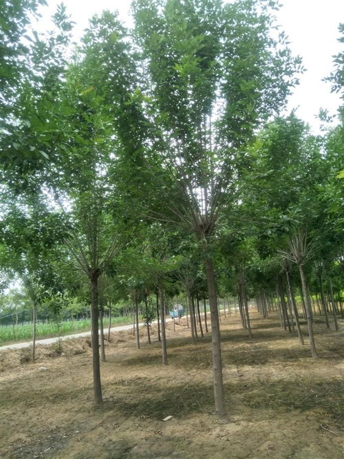 对节白蜡挽回方法,如何用具体措施挽回白蜡节？