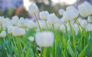 挽回白羊男生的心,如何挽回白羊男的心？