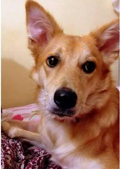 狗狗死了怎么挽回,狗狗去世了如何宽慰心灵