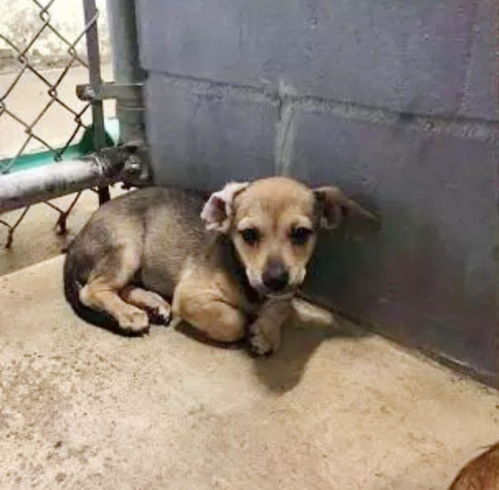 狗不亲近怎么挽回,如何让不喜欢你的狗向你靠近