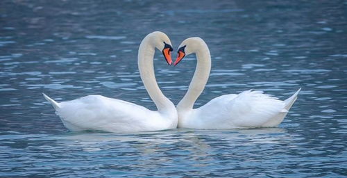 沧州白天鹅情感挽回，情感恢复师助力沧州失恋者重拾白天鹅爱情