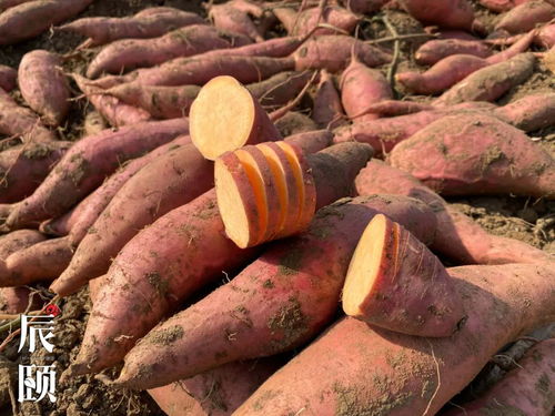 地瓜拉丝失败怎么挽回,地瓜拉丝品质提升计划