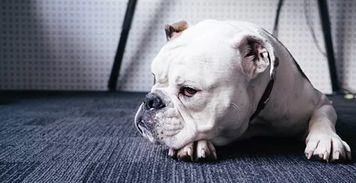 挽回狗的最佳方法,如何成功挽回失去的爱犬