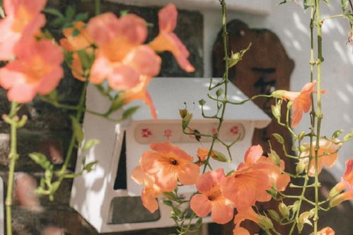 怎么挽回巨蟹的心理,如何挽回巨蟹座的心？