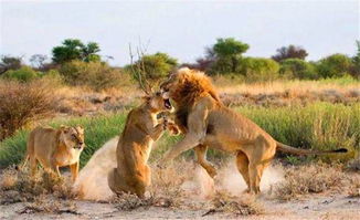 如何挽回成熟狮子男生,如何挽回成熟的狮子男