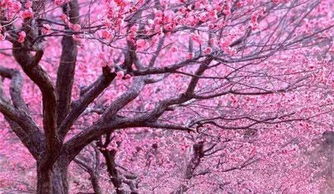 如何催桃花挽回心,如何让桃花重开，成功复合？