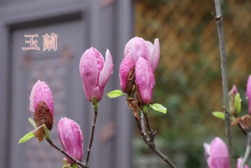 怎么挽回死亡的瑞香,如何拯救将死的瑞香