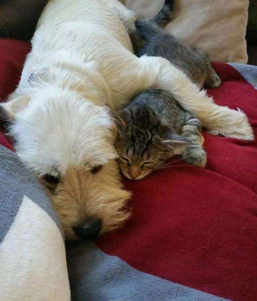 受重生挽回忠犬,忠犬翻身：受重生抢回爱主人