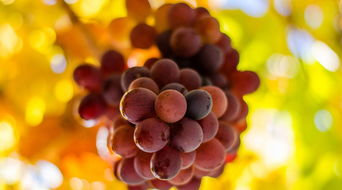 松果挽回靠谱吗,松果挽回真的有效吗？