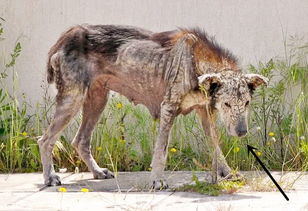 狐狸死后还能挽回吗,如何挽救死去的狐狸？