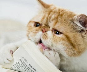 猫咪长得丑怎么挽回,丑猫怎样拯救其颜？