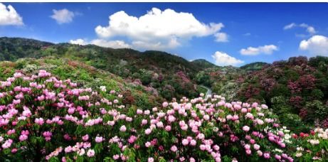 陈小鹏挽回杜鹃,陈小鹏成功挽回杜鹃