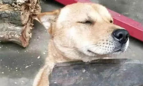 土狗挽回主人视频大全,感人视频：土狗用行动挽回主人