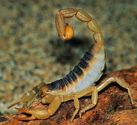 如何挽回蝎子女,如何拯救失落的蝎子女