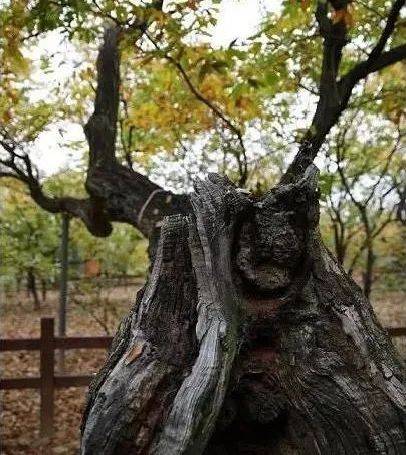 蓝莓树干还能挽回吗,如何拯救患病的蓝莓树？