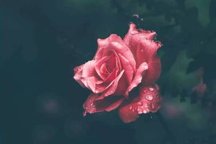 挽回女友送她玫瑰收了,如何用玫瑰挽回女友的心