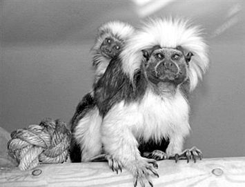 猴妈妈挽回小猴子,猴子妈妈成功救出失落小猴