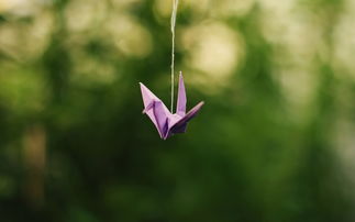 如何挽回千纸鹤,挽回爱情之路：千纸鹤计划