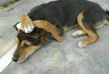 怎么挽回狗狗最有效,如何有效挽回你的狗狗？