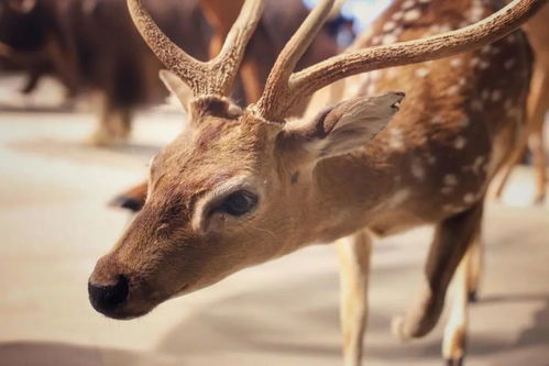 小鹿乱撞挽回可靠吗,小鹿撞击挽回感情行得通吗