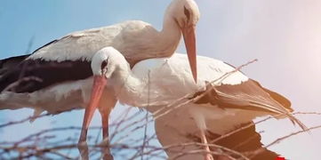 如何挽回比翼鸟,挽回爱情，再续前缘