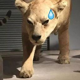 挽回属狗狮子座,如何挽回狗狮座分手对象？